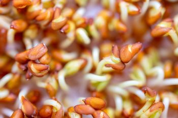 Polacy stawiają ją na stole tylko w święta. To jedna z najzdrowszych roślin świata