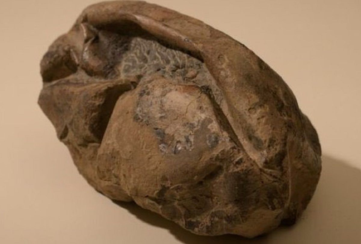 Odnaleziono skamielinę na Antarktydzie. Czy to jajo mozazaura?