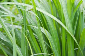 Trawa cytrynowa – właściwości, zastosowanie, uprawa