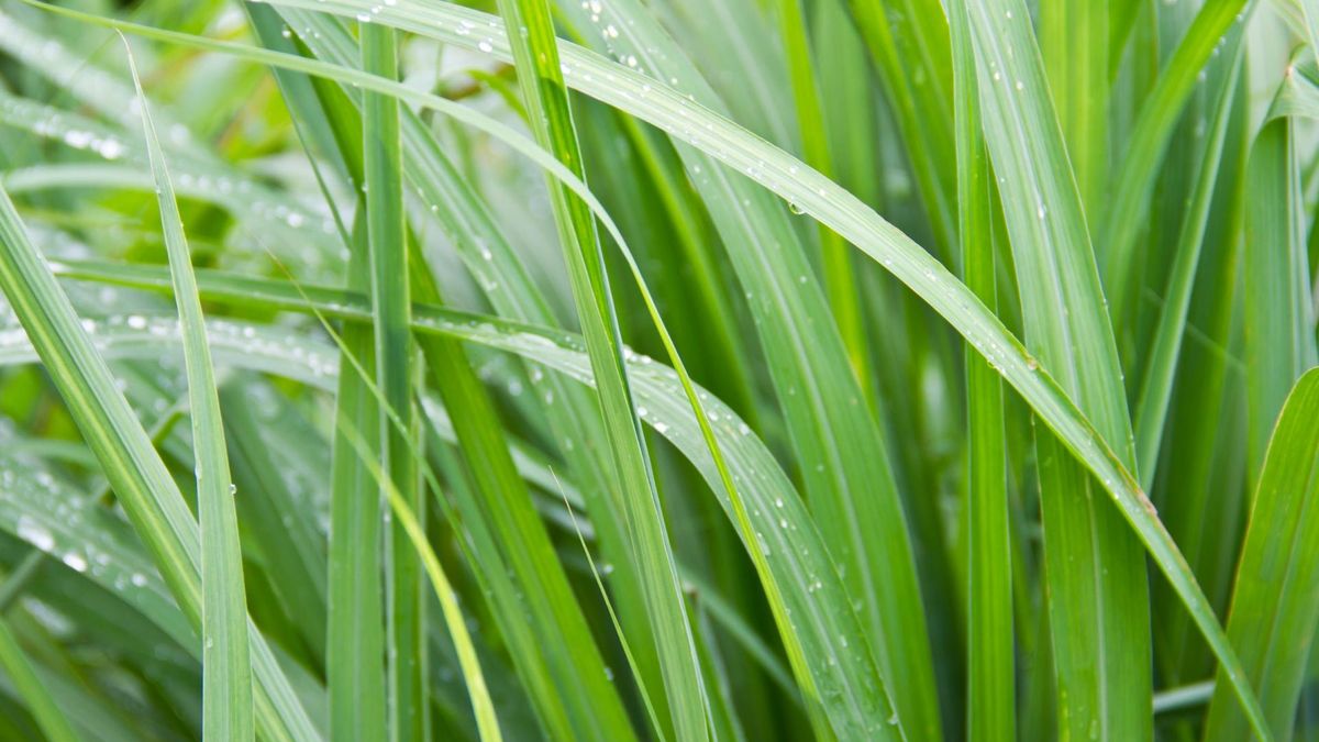 Trawa cytrynowa zawdzięcza swoją popularność walorom smakowym oraz właściwościom leczniczym