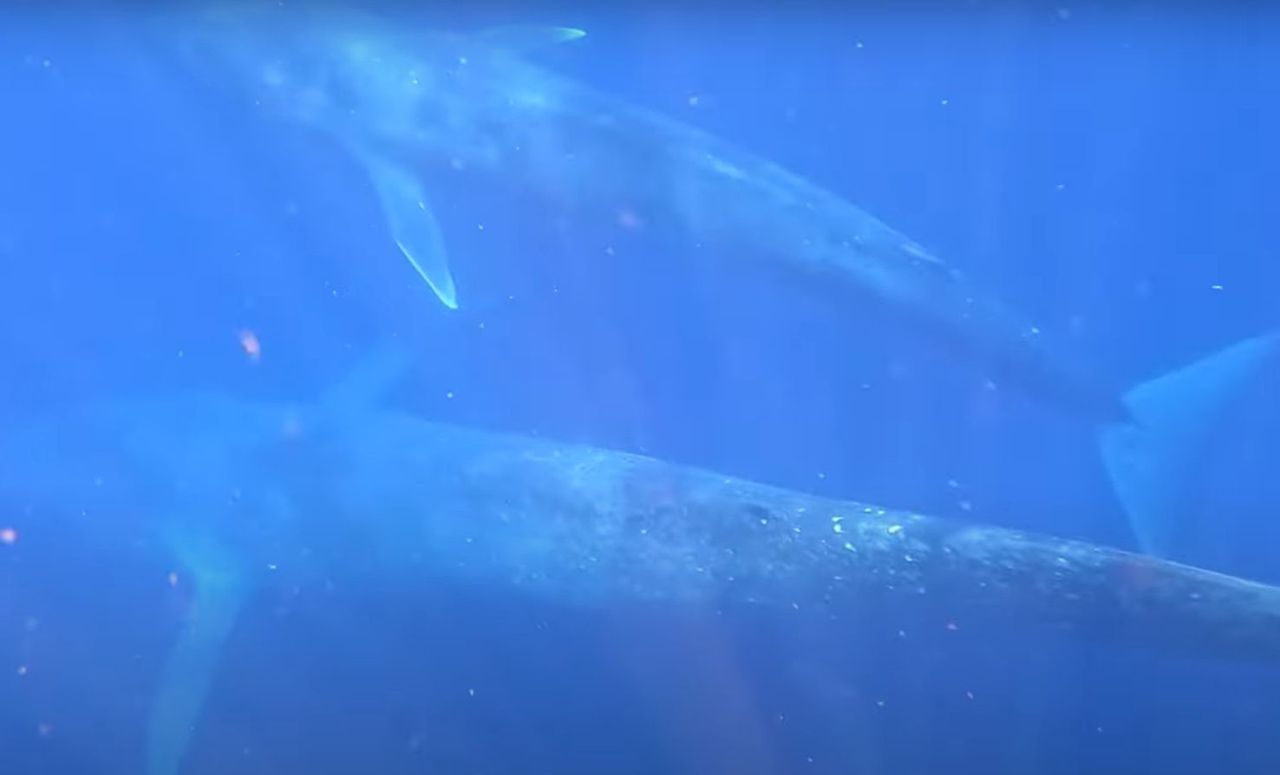 A blue whale mother caught nursing