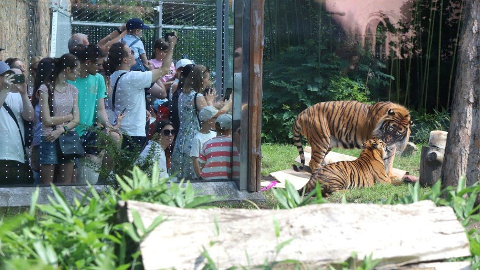 1. urodziny tygrysków we wrocławskim ZOO.
