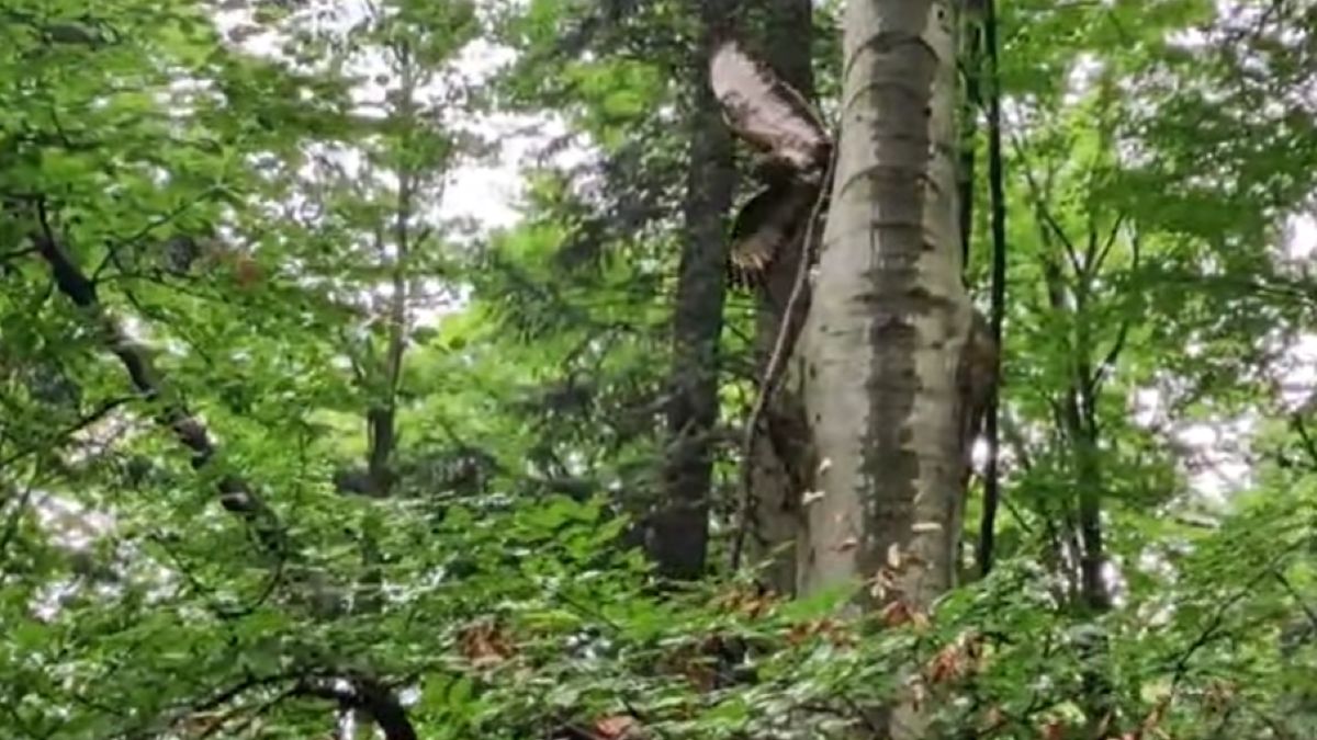 Niezwykła akcja ratunkowa