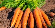 Marchewka jednak nie dla każdego. Oto kto powinien jej unikać