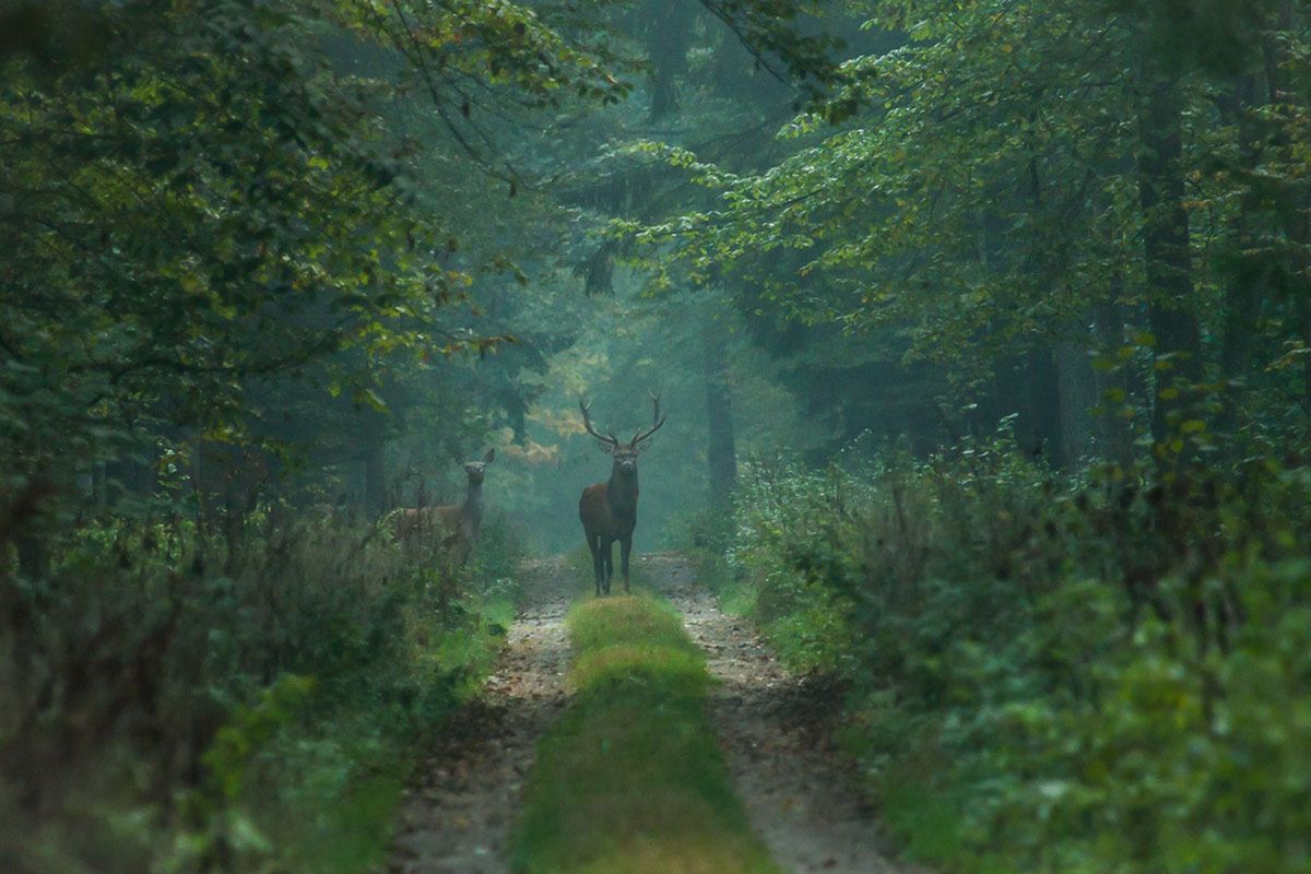 Pierwotna puszcza w okolicach Białowieży jest największym skarbem tych terenów