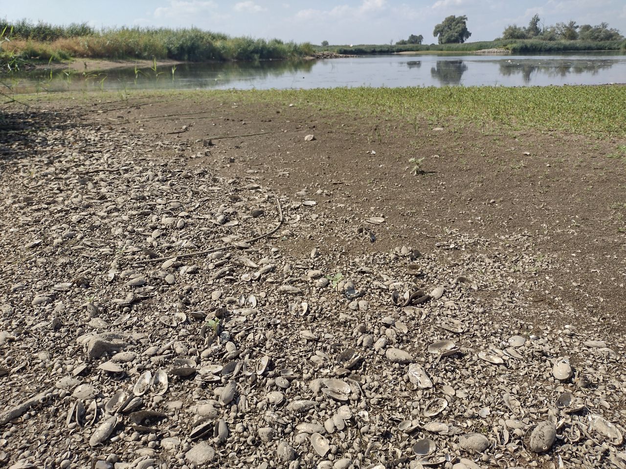 Tysiące martwych ślimaków na dzikiej plaży nad Odrą. Niemal nie da się przejść do wody.