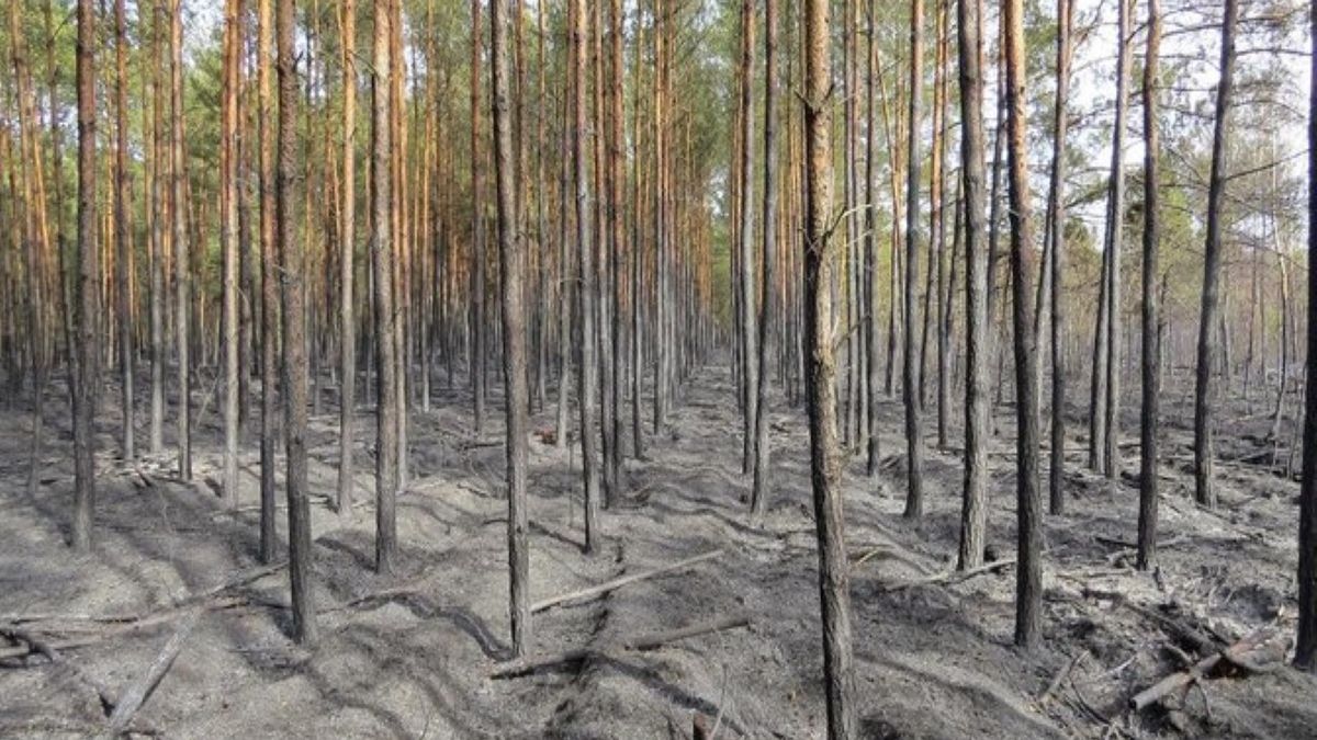 Tyle zostało z lasów Nadleśnictwa Drewnica, położonych nieopodal drogi ekspresowej S8