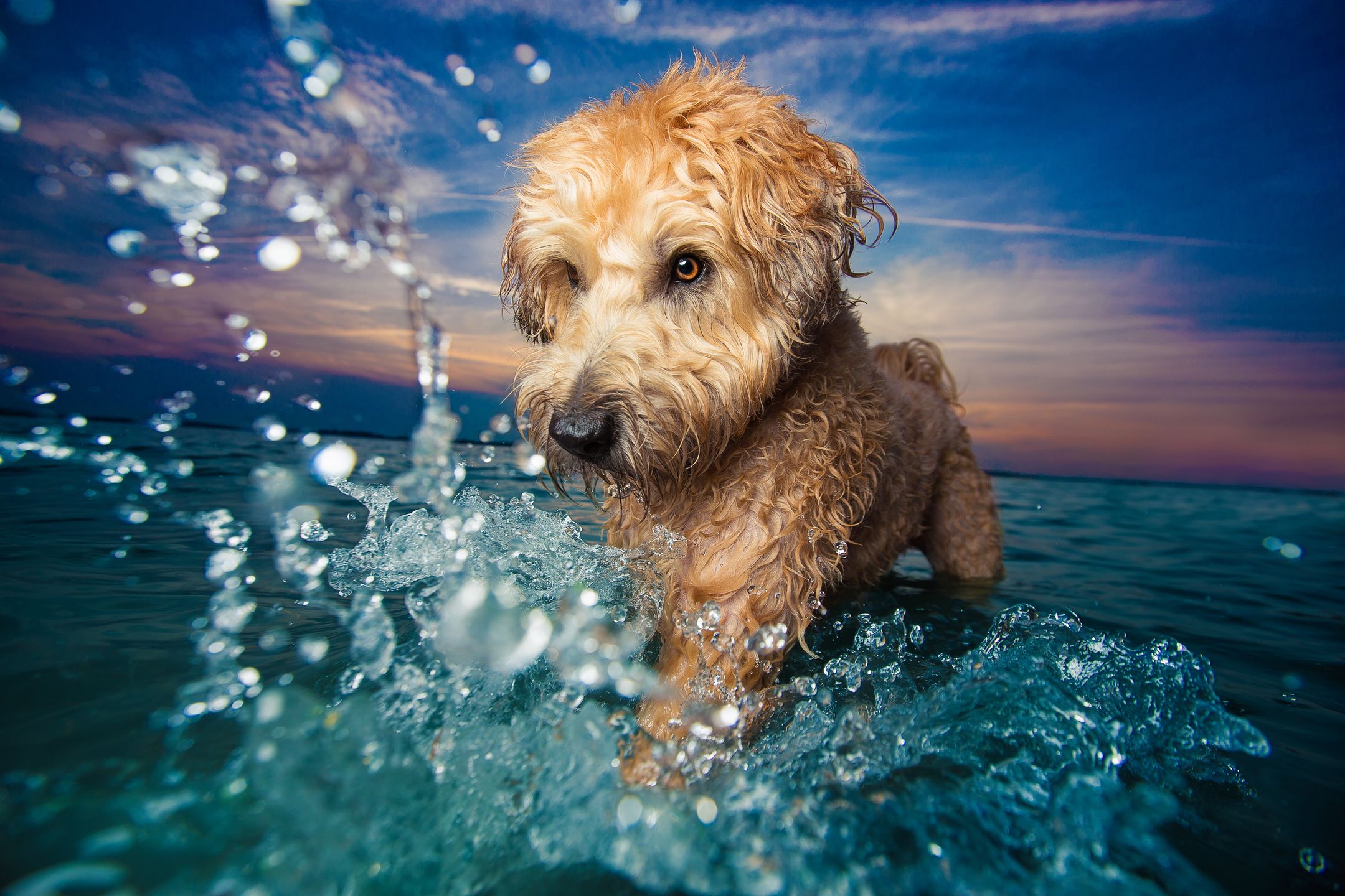 Oto najbardziej urocze zdjęcia psów w konkursie The Kennel Club Dog Photographer of the Year 3