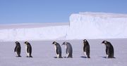 Pingwiny mogą wyginąć? Naukowcy nie mają dobrych wieści