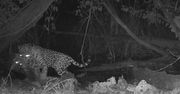 Jaguar kontra ocelot. Fotopułapka zarejestrowała coś przerażającego