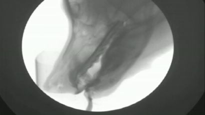 Zobacz, dlaczego pijące psy są takimi flejtuchami [wideo] 1