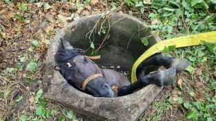 Koń wpadł do głębokiej studni. Strażacy z Kartuz przeprowadzili spektakularną akcję ratunkową