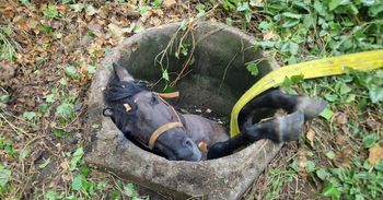 Koń wpadł do głębokiej studni. Strażacy z Kartuz przeprowadzili spektakularną akcję ratunkową