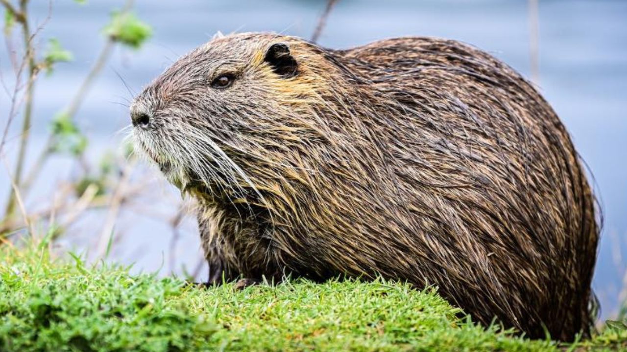 Rezygnacja z odstrzału bobrów. Gmina stawia na ochronę przyrody i dialog z mieszkańcami