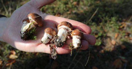 Zbierasz maślaki? Przygotuj je w ten sposób i zachwyć się ich smakiem