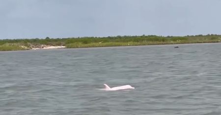 Różowy delfin pojawił się w wodach Luizjany. Czyżby nowa promocja "Barbie"?