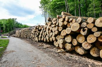 Polskie drewno zostaje w kraju. Rząd szykuje rewolucję w przemyśle drzewnym