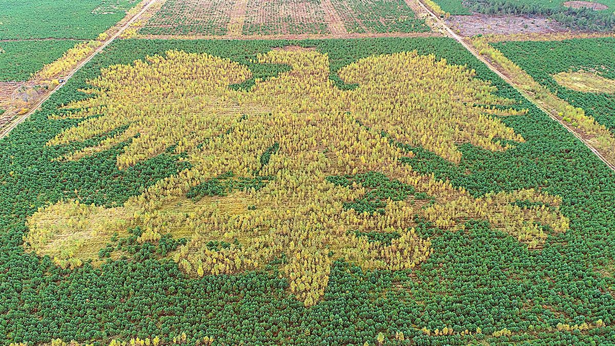 Orzeł wygląda, jak dzieło sztuki 