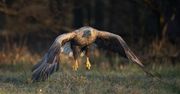 Co wiesz o zwierzętach latających? Sprawdź się w krzyżówce