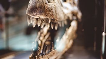 Dzień Dinozaura. Paleontolog: Ich wyginięcie to lekcja o końcu świata