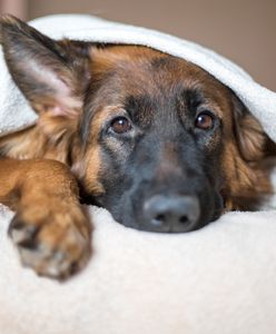Pies śpi z tobą w łóżku? Finał może być fatalny
