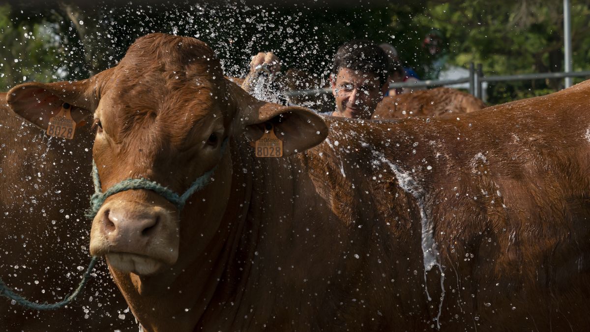 Krowi obornik dostarczy czystej energii