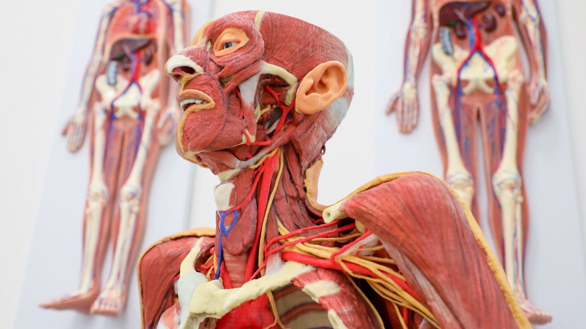Pracownia Anatomii Prawidłowej WIM, która będzie służyć studentom kierunku lekarskiego na Uniwersytecie Warszawskim