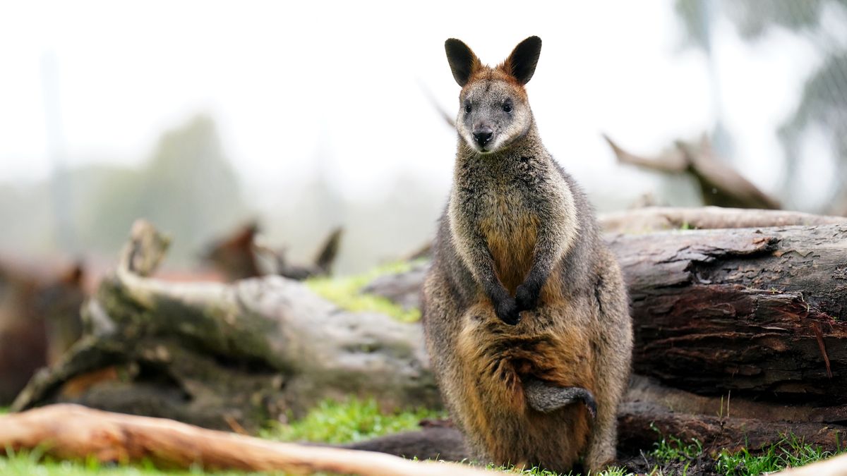 FIFA Women's World Cup 2023 - Adelaide - Sunday July 30th
A general view of a wallabie at Cleland Wildlife Park, Adelaide, Sydney. Picture date: Sunday July 30, 2023. (Photo by Zac Goodwin/PA Images via Getty Images)
Zac Goodwin - PA Images