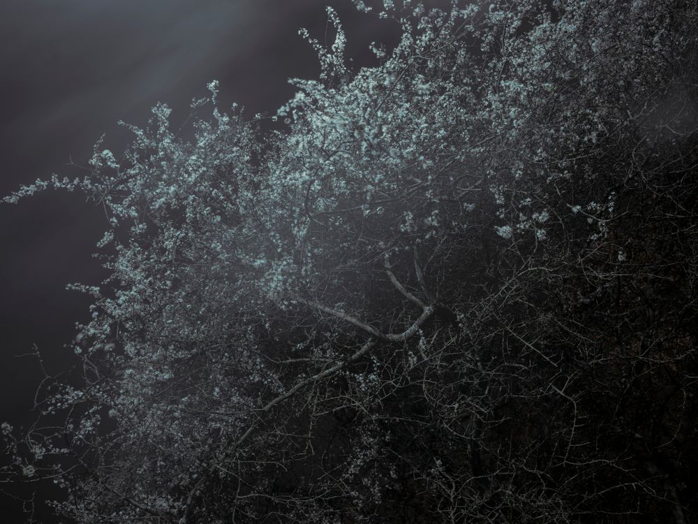 Piękno XIX-wiecznych obrazów natury przeniesione na pole fotografii w projekcie "Blossom" 10