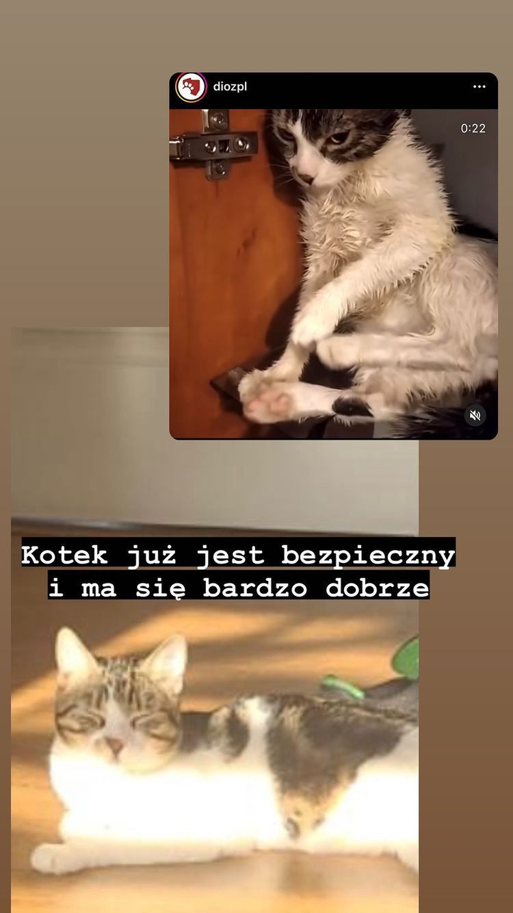 Sadysta, który znęcał się nad kotem ODNALEZIONY! Sam zgłosił się na policję