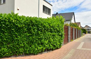 Rośnie nawet pół metra rocznie i utrzymuje liście zimą. To hit wśród roślin na żywopłot