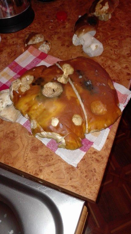 Udane grzybobranie mieszkańców Ostrowca Świętokrzyskiego