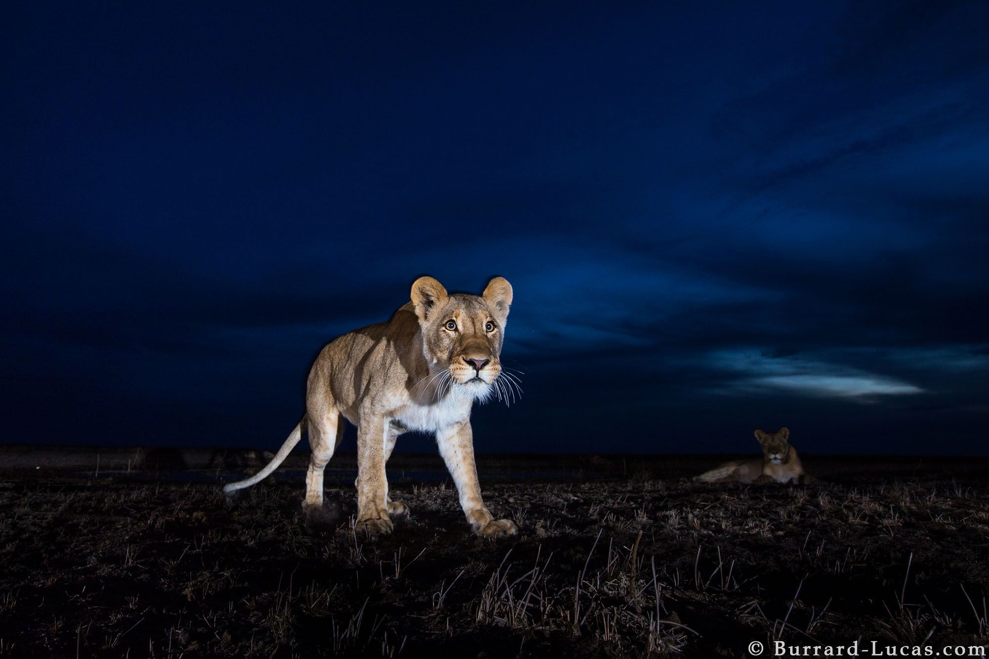 Nocne życie dzikich zwierzęt na tle rozgwieżdżonego nieba, czyli Will Burrard-Lucas i jego foto-pułapki 3