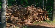 Chrust z lasu ''na kartki''. Rząd już wprowadza limity na gałęzie