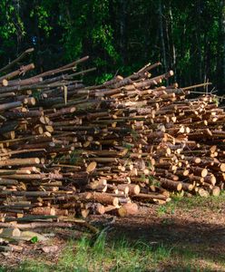 Chrust z lasu ''na kartki''. Rząd już wprowadza limity na gałęzie