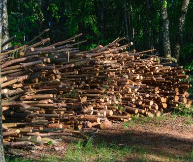 Chrust z lasu ''na kartki''. Rząd już wprowadza limity na gałęzie