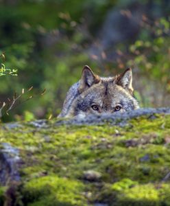 "Drapały w drzwi". Mieszkańcy podlaskich wsi żyją w strachu
