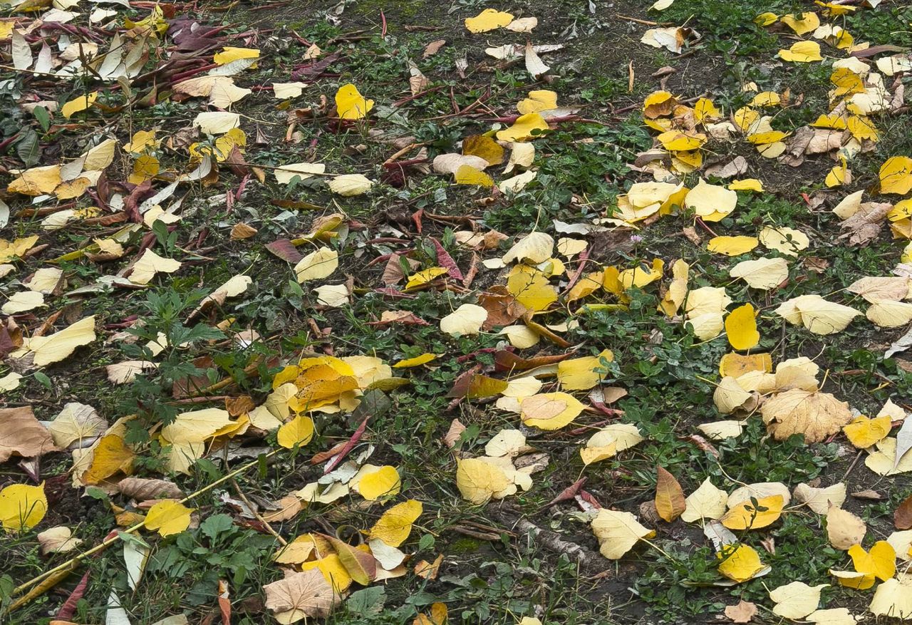 Wykonaj ten zabieg w październiku. Wiosną trawnik pięknie się zazieleni