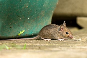 Myszy nie znoszą tego zapachu. Połóż w  domu