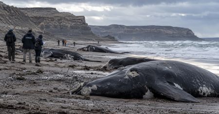 Setki martwych młodych wielorybów na plażach Patagonii. Naukowcy badają tajemniczą serię zgonów