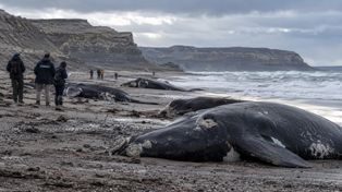 Setki martwych młodych wielorybów na plażach Patagonii. Naukowcy badają tajemniczą serię zgonów