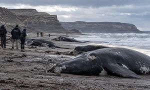 Setki martwych młodych wielorybów na plażach. Naukowcy badają tajemniczą serię zgonów