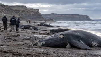 Setki martwych młodych wielorybów na plażach Patagonii. Naukowcy badają tajemniczą serię zgonów