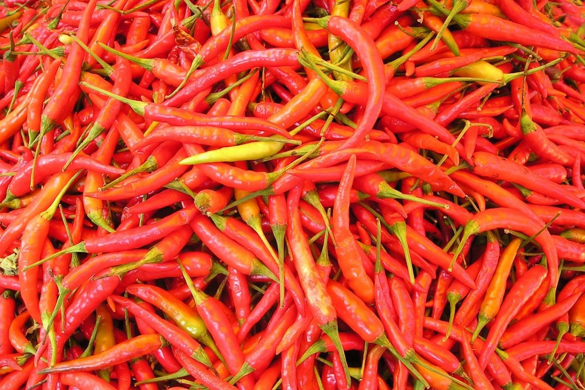 Chili to pikantne, ale też zdrowe papryczki