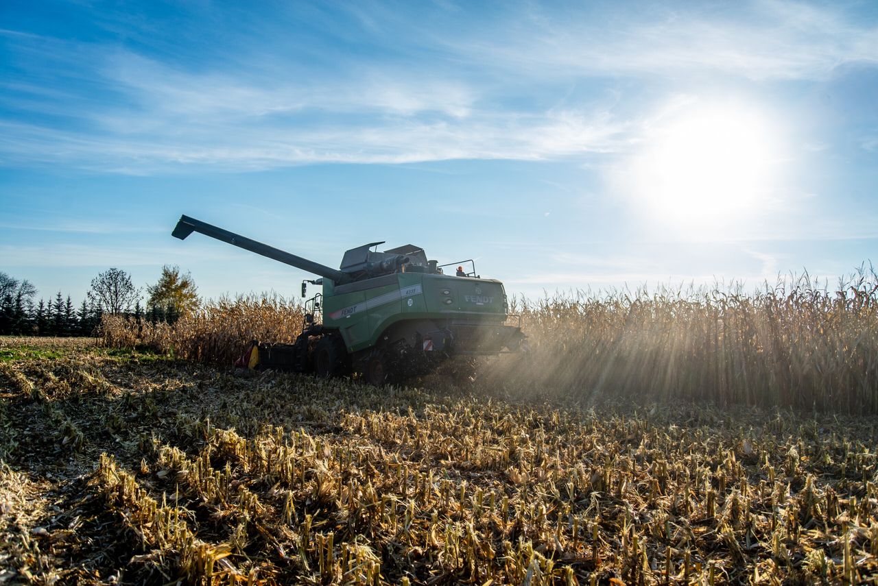 Kukurydza mokra 2025 – cena spadła w kilku województwach?