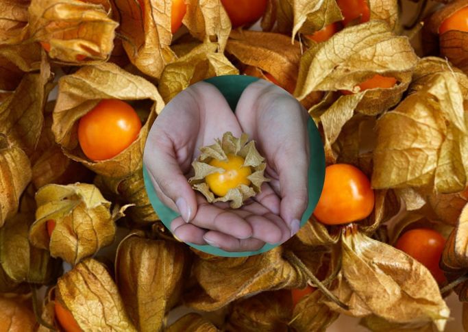 Physalis w Lidlu. Małe owoce skrywają wiele właściwości