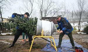 Żywa choinka od leśników. Nadleśnictwa ruszają ze sprzedażą i „mapą”