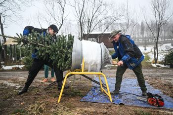 Żywa choinka od leśników. Nadleśnictwa ruszają ze sprzedażą i „mapą”