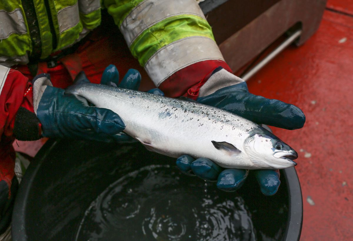 Poland is thriving with salmon, but the industry faces a problem.  “Factories may close”