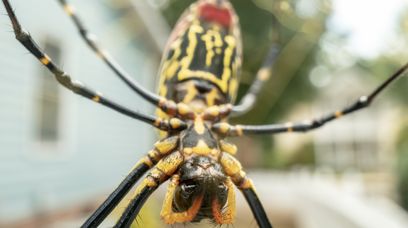 Wielkie latające pająki w Nowym Jorku? To nie scenariusz "Spidermana" ani horroru